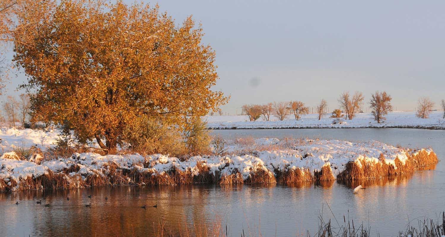 lakes loop trail rocky mountain arsenal hike with sunrise on tree beside lake with snowcovered grasses