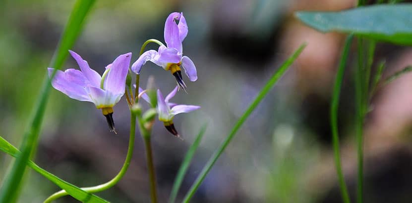 calypso orchid pink lady slipper