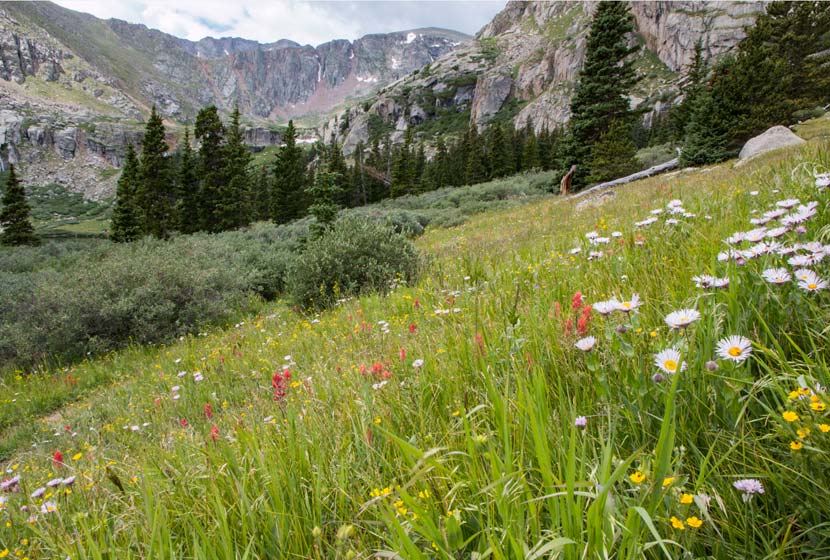 wildflowers in meadow with mountains in background on chicago lakes trail near mt evans colorado