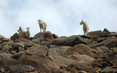 mountain goats near summit of mount evans colorado easy hike