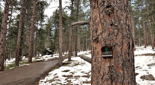 Enchanted Mesa Boulder Colorado Forest