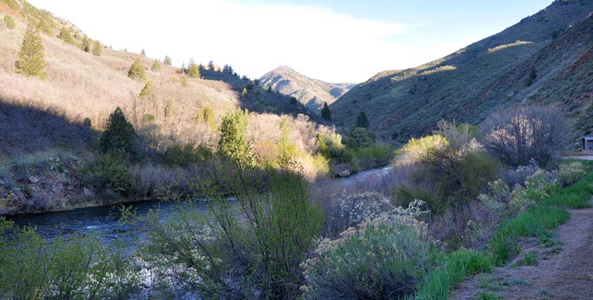 spring blooms along hiking trail south of Denver colorado in waterton canyon