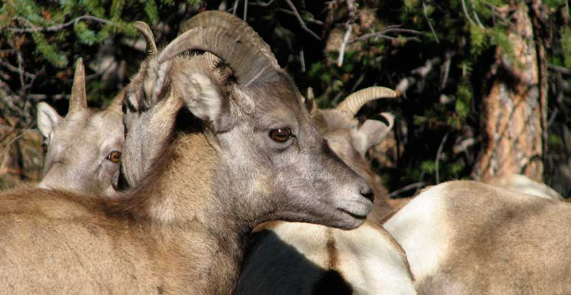 maroon-bells-bighorn-sheep