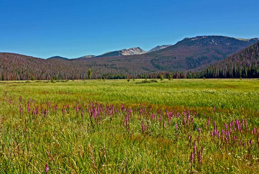 big-meadows-rocky-mountain-national-park-cc
