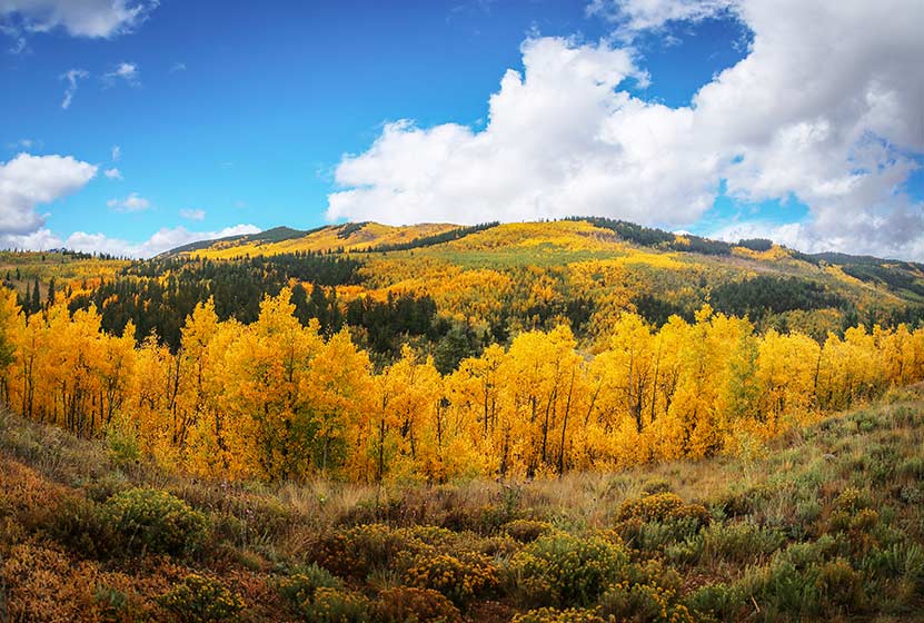Kenosha Pass Aspen Trees gold orange with mountain in background full of fall colors