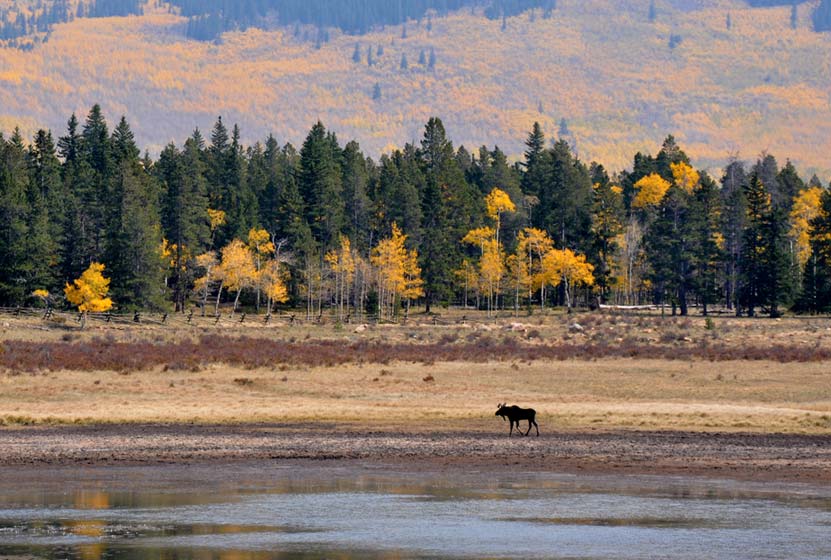 kenosha pass moose