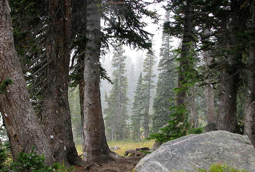 forest near diamond lake with snow and fog