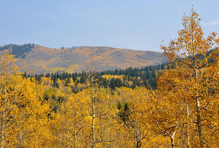 Changing Aspens at Kenosha Pass Colorado