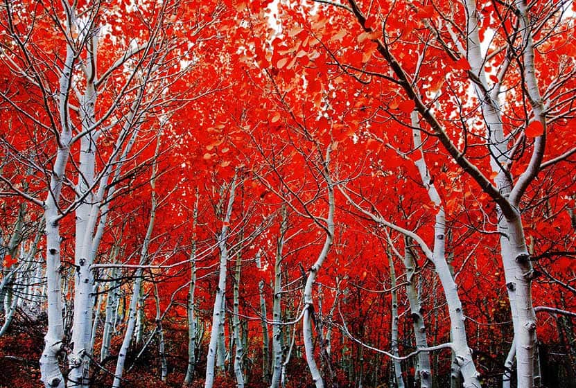 why do aspen trees turn red?