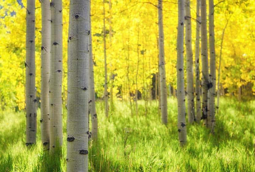 Best Time to See Changing Aspens in Colorado - Day Hikes Near Denver