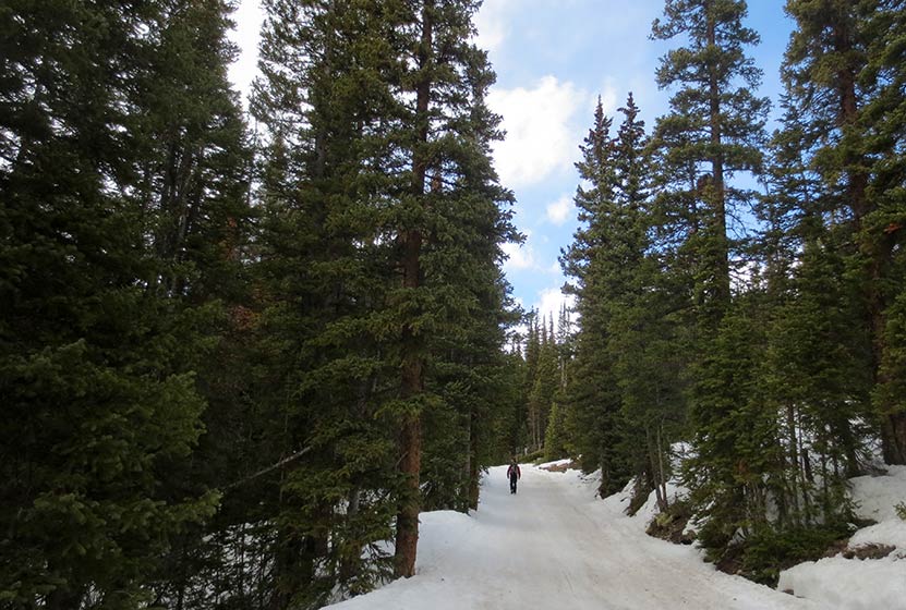 forested snow covered trail along bulter gulch trail