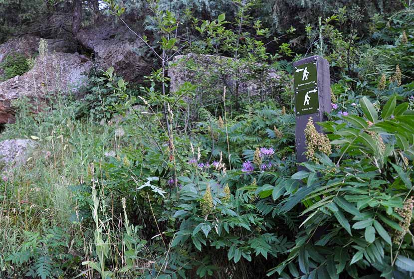 sign for trail split shadow canyon to bear peak and wildflowers in foreground