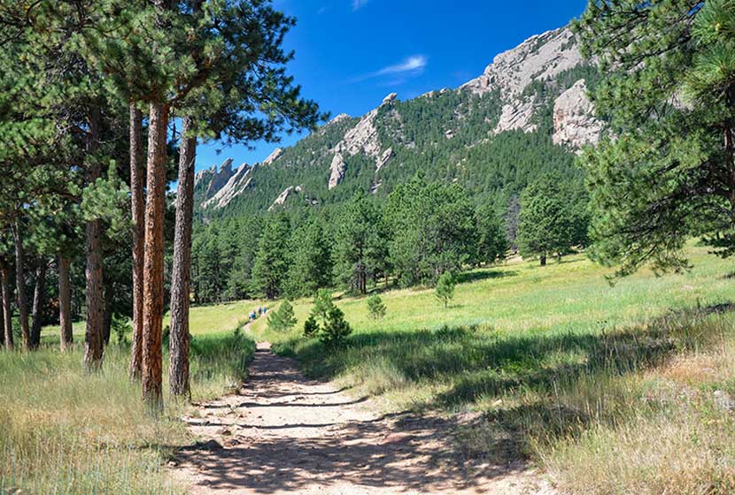 meadows and ponderosa pine along mesa trail in the south mesa area of the flatirons south of boulder colorado with the flatirons in the background