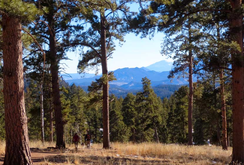 ponderosa pine trees in foreground with foothills and pikes peak in background with hikers and dog top 10 hikes near denver