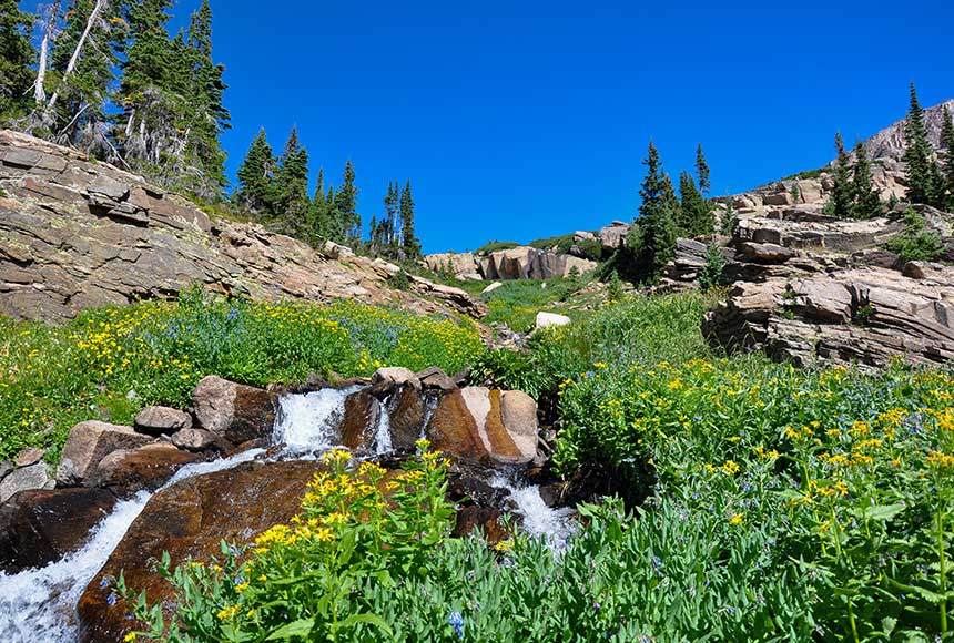 wildflowers along stream with trio falls in the distance rocky mountain national park