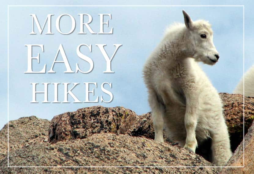 baby mountain goat on mount evans colorado more easy hikes