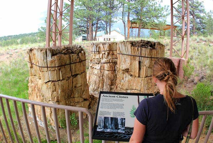 giant trunks of petrified trees along petrified forest loop hike at florissant fossil beds in colorado 