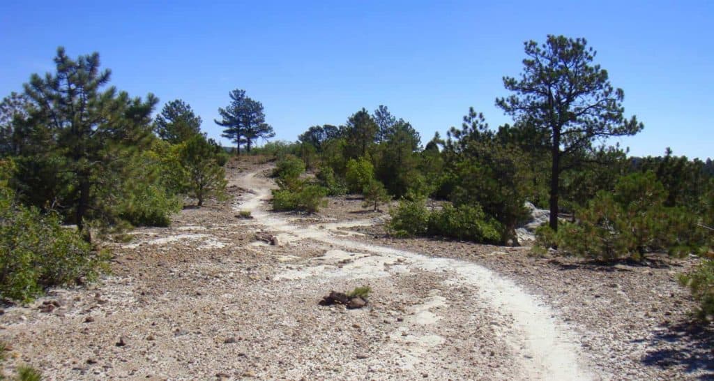 start of rocky trail with conifer trees at ute valley park in colorado springs